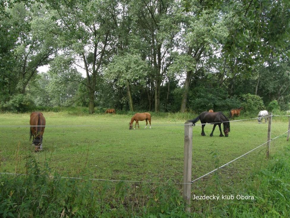 Homestay Poděbrady Eksteriør billede